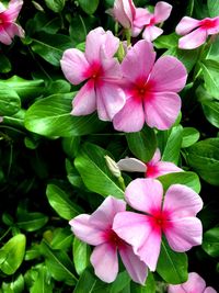 Close-up of pink flowering plants