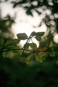 Close-up of plant against blurred background