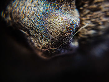 Close-up of an animal