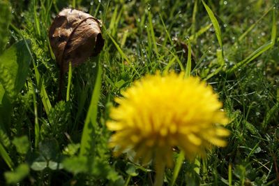 Close-up of yellow flower blooming on field