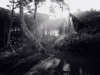 Sun shining through trees in forest