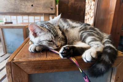 Cat resting outdoors