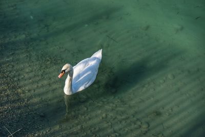 High angle view of swan swimming on lake