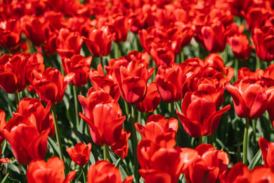 Glade of red tulips. flowers in the park on a flower bed. bright sunny day. natural background.