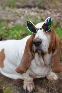 Close-up of dog wearing funny glasses 