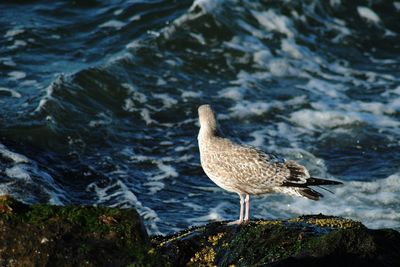 Close-up of duck in lake