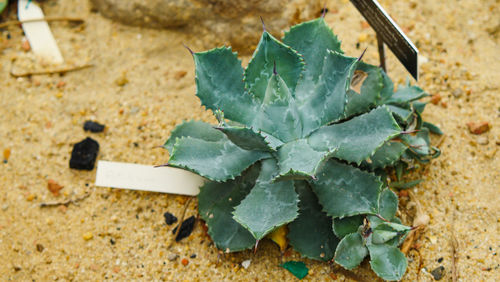 High angle view of succulent plant