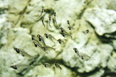 Close-up of insect flying against plants