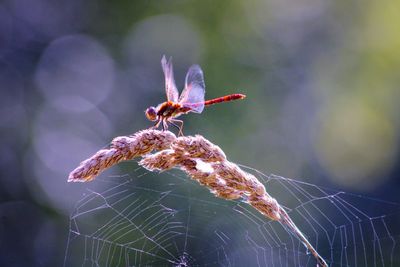 Close-up of dragonflie  on grass and web