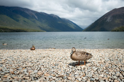 High angle view of seagull on rock by lake