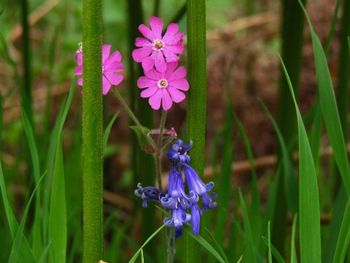 Close-up of purple flowers