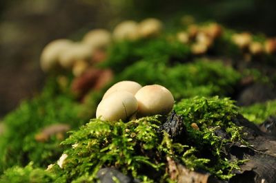 Close-up of mushrooms