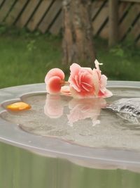 Close-up of pink rose on table