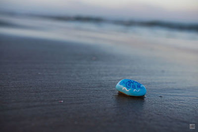 Close-up of shell on beach