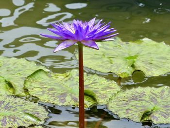 Close-up of purple lotus water lily in lake