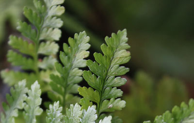 Close-up of plant growing outdoors