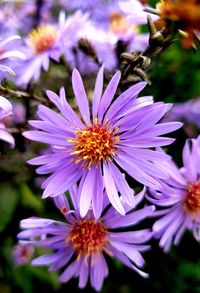 Close-up of purple flowering plant