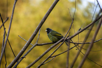 Close-up of bird perching on branch