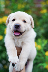 Close-up portrait of dog sticking out tongue outdoors