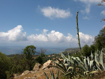 Plants growing on land against sky