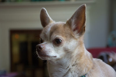 Close-up portrait of dog