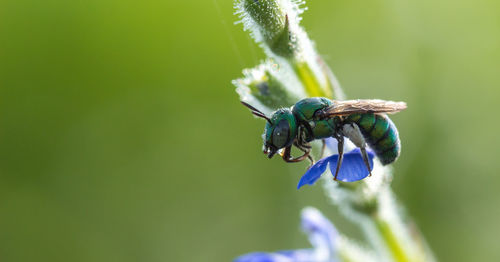 Close-up of insect on purple flower