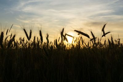 Close-up of wheat field against sky during sunset