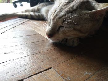 Close-up of cat relaxing on hardwood floor