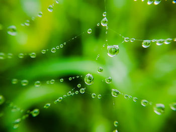 Close-up of water drops on spider web