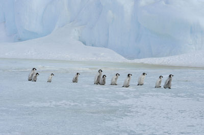 View of birds in frozen lake during winter