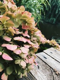 Close-up of pink flowering plant