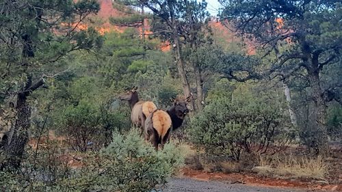 Horse in forest