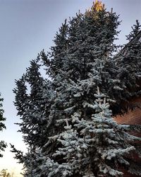 Low angle view of bare trees against clear sky