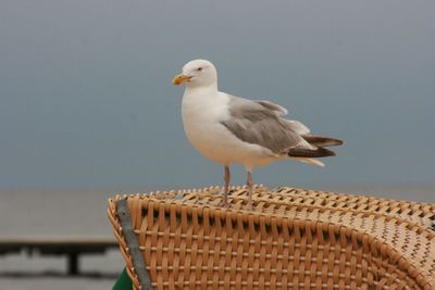 Close-up of seagull perching on beach against sky