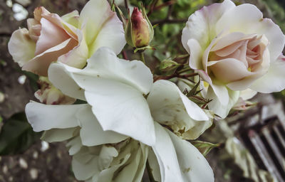 Close-up of white flowers