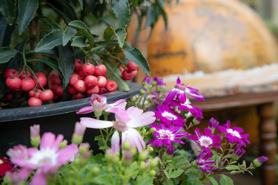 Close-up of pink flowers growing on plant