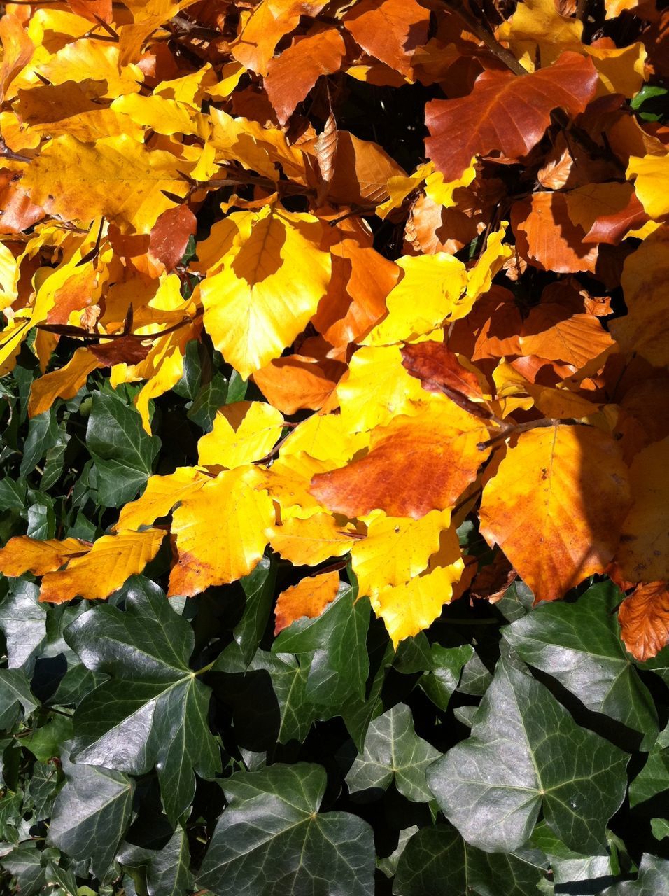 autumn, leaf, change, season, yellow, leaves, full frame, nature, backgrounds, abundance, growth, beauty in nature, close-up, day, orange color, outdoors, no people, natural pattern, dry, maple leaf