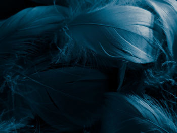 Full frame shot of feathers