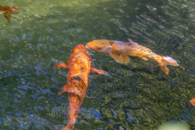 High angle view of koi carps swimming in water