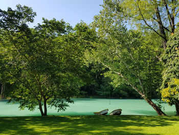 Scenic view of tree on grass against sky