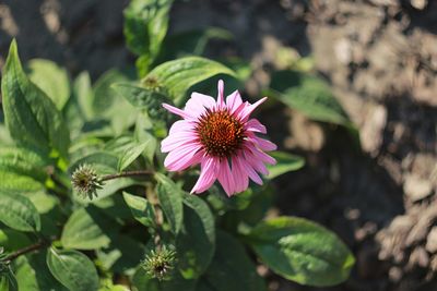 High angle view of pink flower blooming outdoors