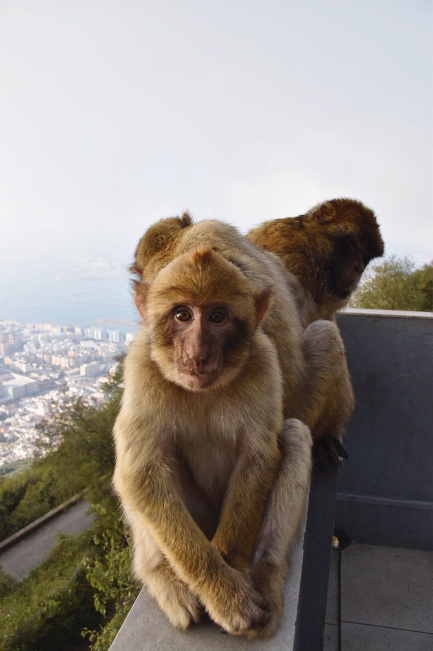 CLOSE-UP OF MONKEYS AGAINST CITYSCAPE