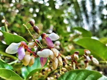 Close-up of flowers