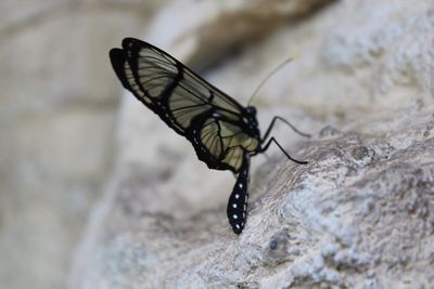 Close-up of butterfly on rock