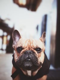 Close-up portrait of dog