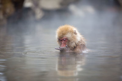 Monkey drinking water in a lake