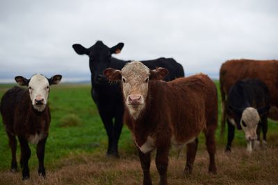 Cows standing on field against sky