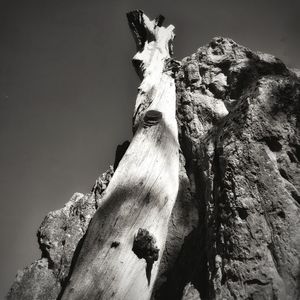 Low angle view of tree trunk against clear sky