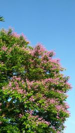 Low angle view of tree against clear sky