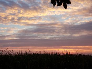 Low angle view of silhouette plants on field against sky at sunset